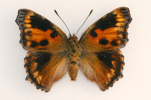 Nymphalis polychloros from 1948 aberrant (Internet Image property of respective owner, non-commercial use only)